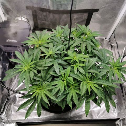 Cookies Kush #2 growlog timeline photo