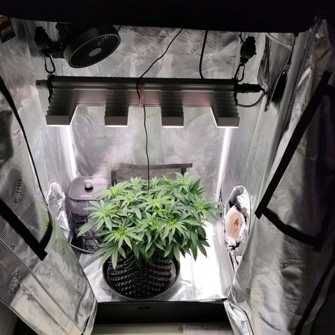 Cookies Kush #2 growlog timeline photo