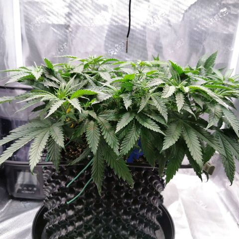 Cookies Kush #2 growlog timeline photo