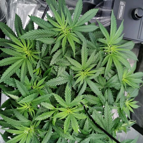 Cookies Kush #2 growlog timeline photo