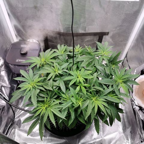 Cookies Kush #2 growlog timeline photo