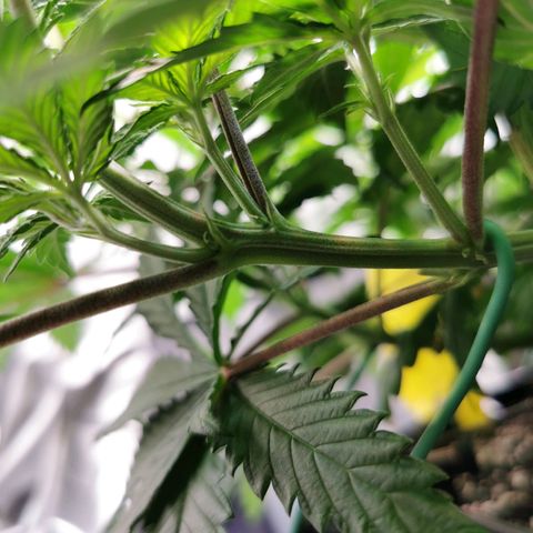 Cookies Kush #2 growlog timeline photo