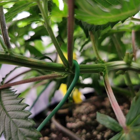 Cookies Kush #2 growlog timeline photo