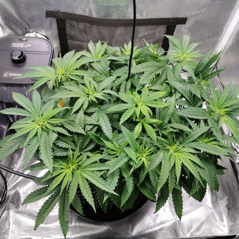 Cookies Kush #2 growlog timeline photo