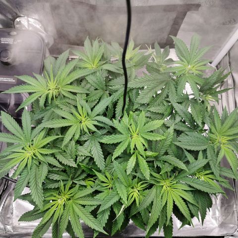 Cookies Kush #2 growlog timeline photo