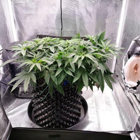 Cookies Kush #2 growlog timeline photo