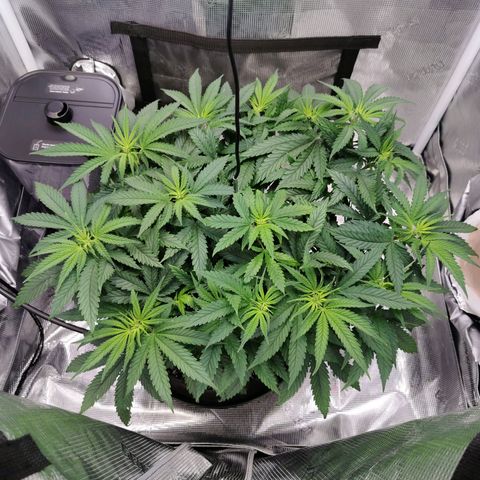 Cookies Kush #2 growlog timeline photo
