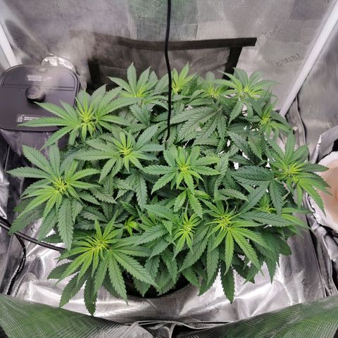 Cookies Kush #2 growlog timeline photo