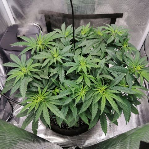 Cookies Kush #2 growlog timeline photo