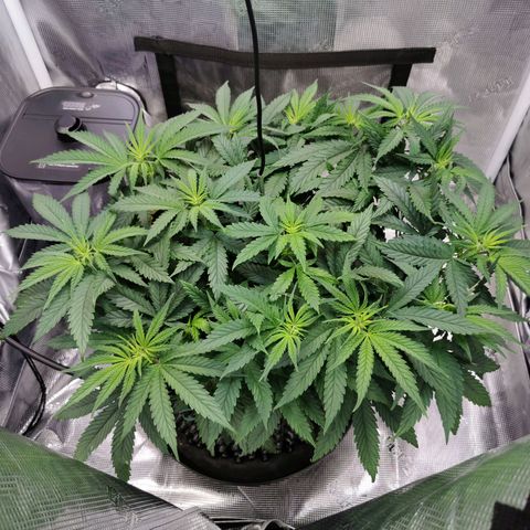 Cookies Kush #2 growlog timeline photo