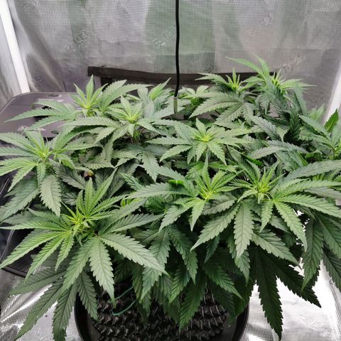 Cookies Kush #2 growlog timeline photo