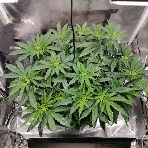 Cookies Kush #2 growlog timeline photo