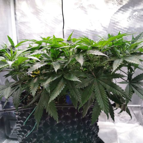 Cookies Kush #2 growlog timeline photo