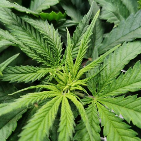 Cookies Kush #2 growlog timeline photo