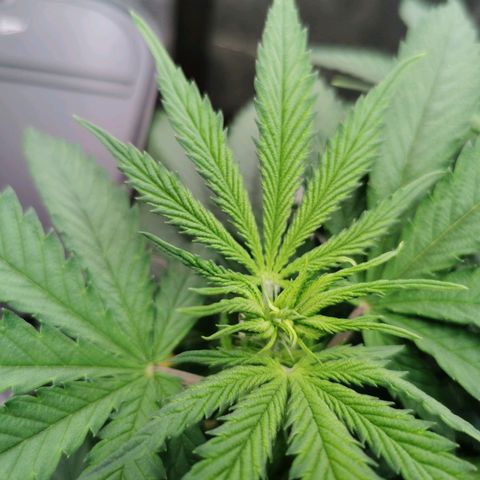 Cookies Kush #2 growlog timeline photo