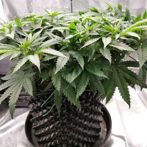 Cookies Kush #2 growlog timeline photo