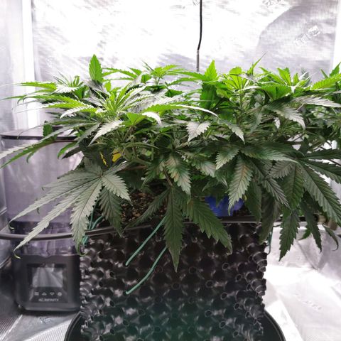 Cookies Kush #2 growlog timeline photo