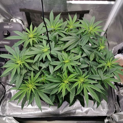 Cookies Kush #2 growlog timeline photo