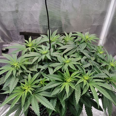 Cookies Kush #2 growlog timeline photo