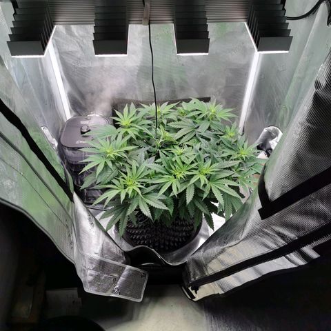 Cookies Kush #2 growlog timeline photo