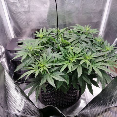 Cookies Kush #2 growlog timeline photo