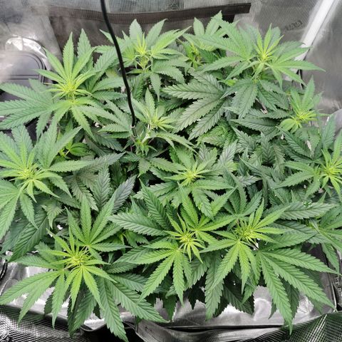 Cookies Kush #2 growlog timeline photo