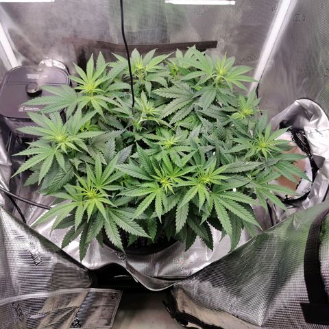 Cookies Kush #2 growlog timeline photo