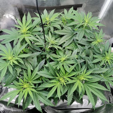 Cookies Kush #2 growlog timeline photo