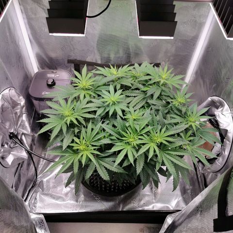 Cookies Kush #2 growlog timeline photo
