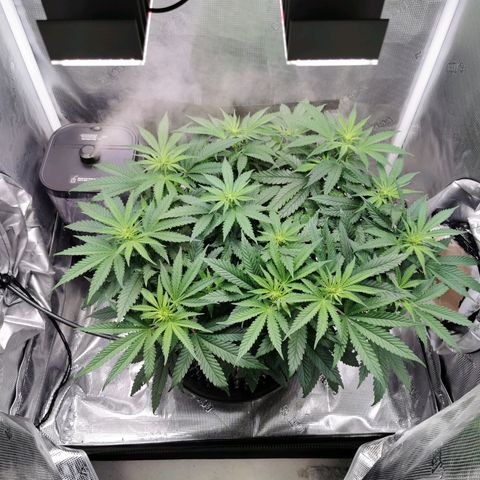 Cookies Kush #2 growlog timeline photo