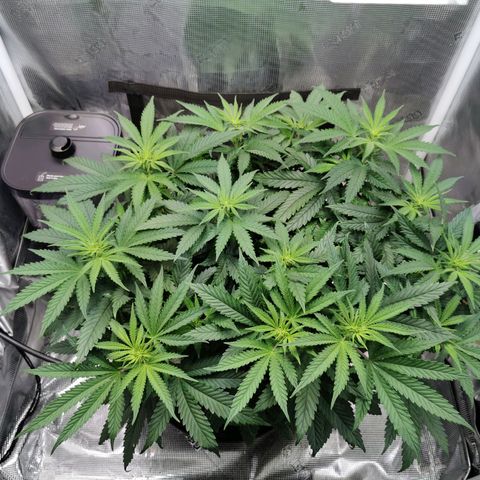 Cookies Kush #2 growlog timeline photo