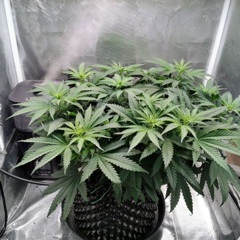 Cookies Kush #2 growlog timeline photo