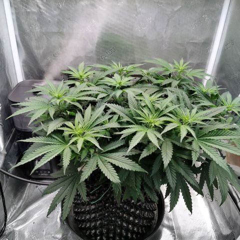 Cookies Kush #2 growlog timeline photo