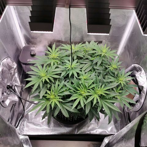 Cookies Kush #2 growlog timeline photo