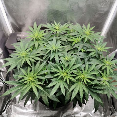 Cookies Kush #2 growlog timeline photo