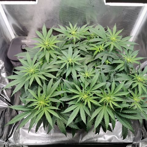 Cookies Kush #2 growlog timeline photo