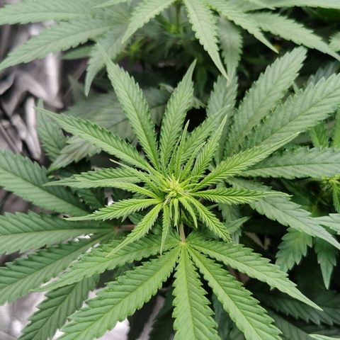 Cookies Kush #2 growlog timeline photo