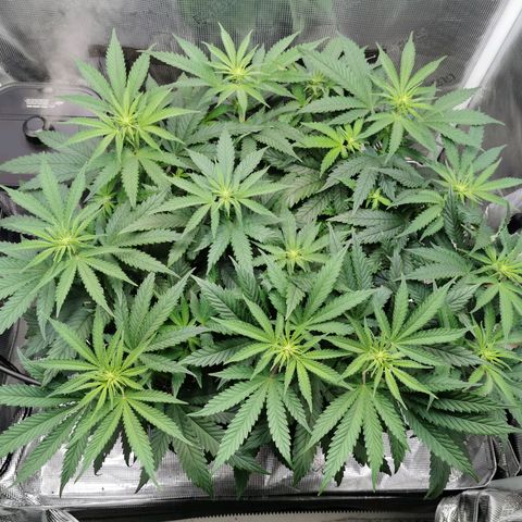 Cookies Kush #2 growlog timeline photo