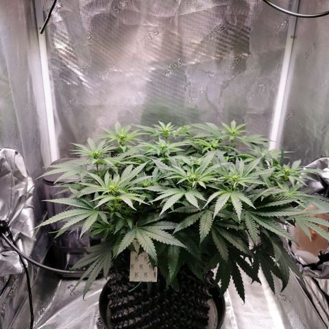 Cookies Kush #2 growlog timeline photo