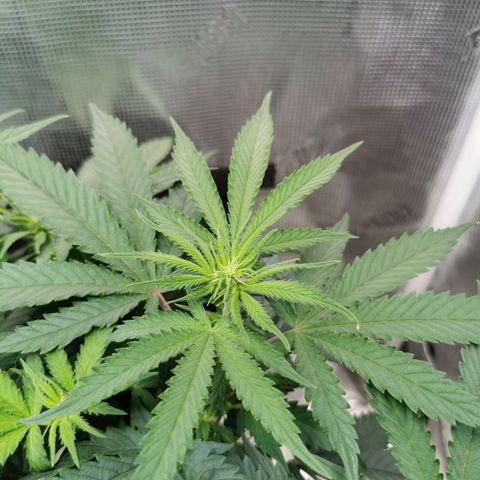 Cookies Kush #2 growlog timeline photo