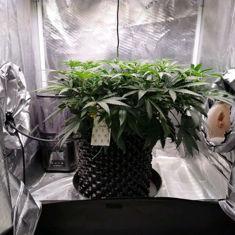 Cookies Kush #2 growlog timeline photo