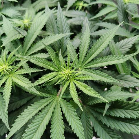 Cookies Kush #2 growlog timeline photo
