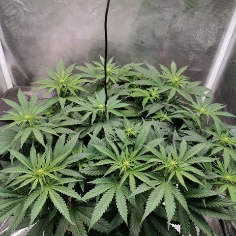 Cookies Kush #2 growlog timeline photo