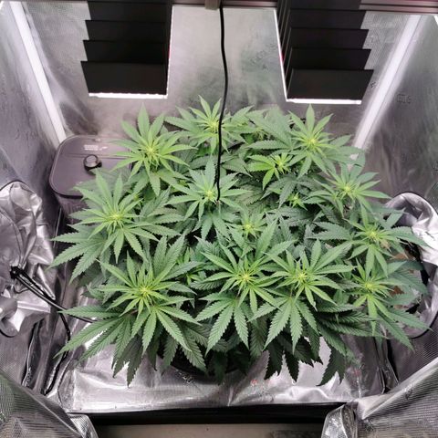 Cookies Kush #2 growlog timeline photo