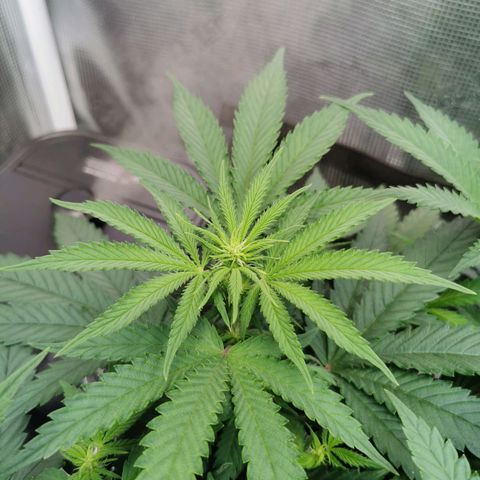Cookies Kush #2 growlog timeline photo