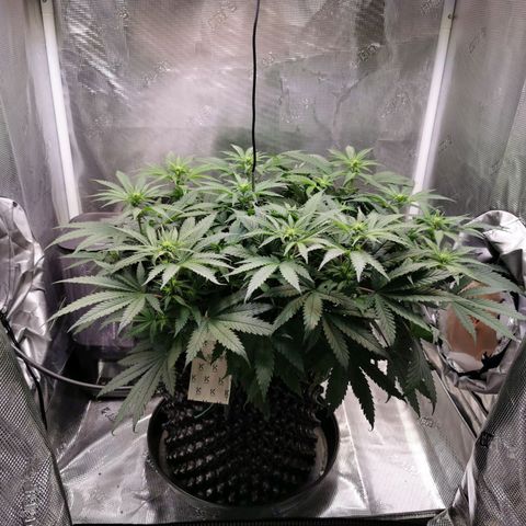 Cookies Kush #2 growlog timeline photo