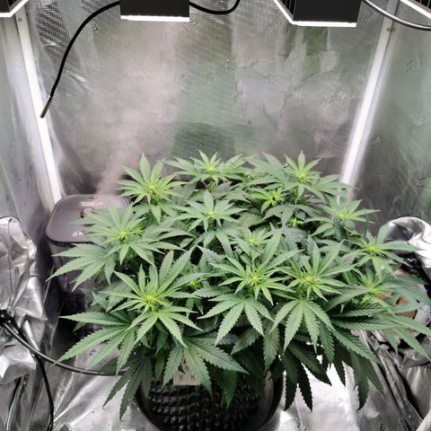 Cookies Kush #2 growlog timeline photo