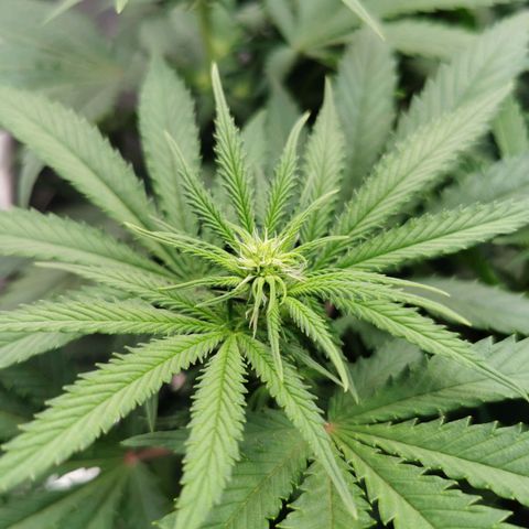 Cookies Kush #2 growlog timeline photo