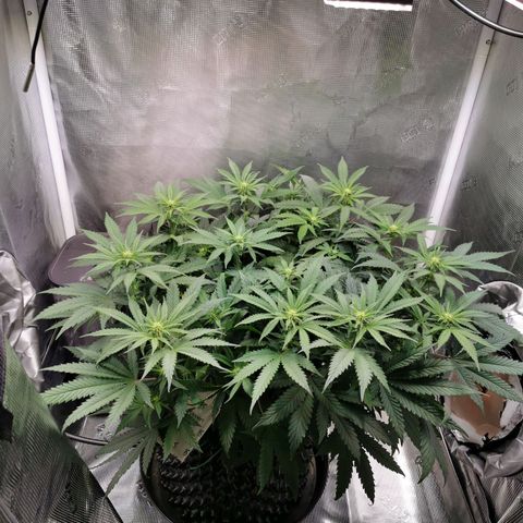 Cookies Kush #2 growlog timeline photo