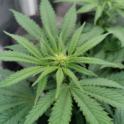 Cookies Kush #2 growlog timeline photo